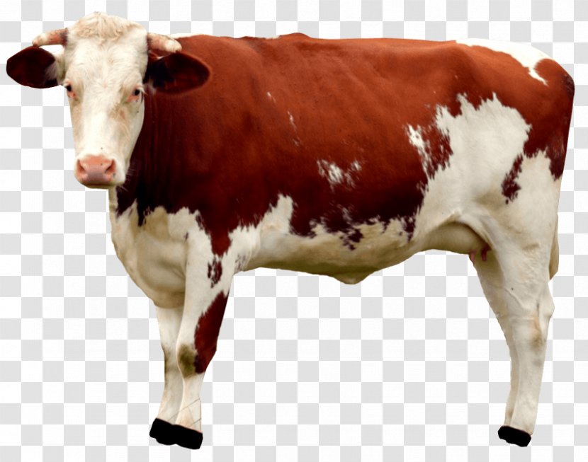 Beef Cattle Holstein Friesian Milk Dairy - Like Mammal Transparent PNG