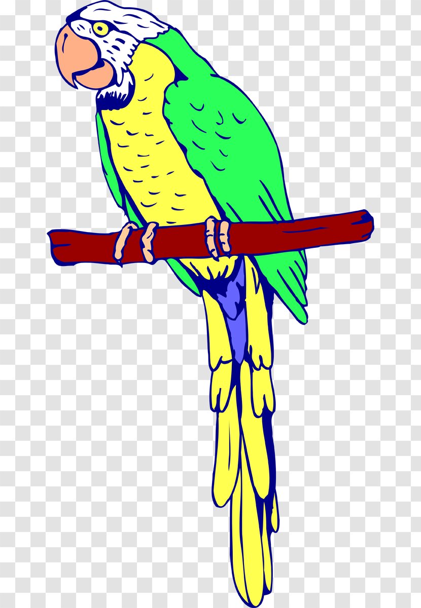 Amazon Parrot Bird Coloring Book Macaw - Area Transparent PNG