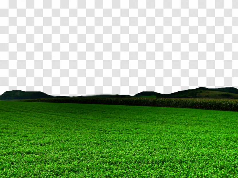 Lawn Green Grasses Grassland Wallpaper - Land Lot - Nature Free Image Transparent PNG