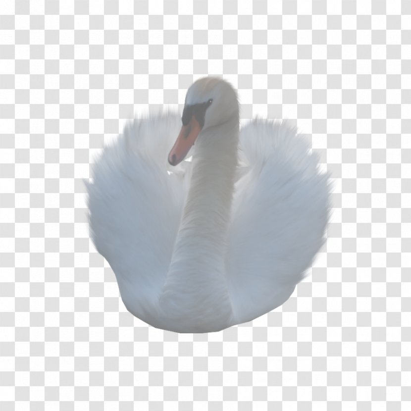 Cygnini Duck - Bird Transparent PNG