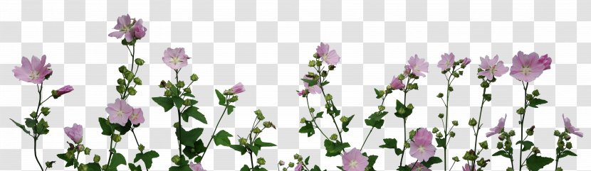 Desktop Wallpaper Plant - Deviantart Transparent PNG
