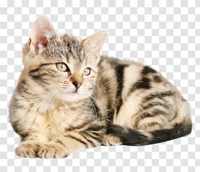 Pixie-bob Siamese Cat Kitten Food Dog - Cats Transparent PNG