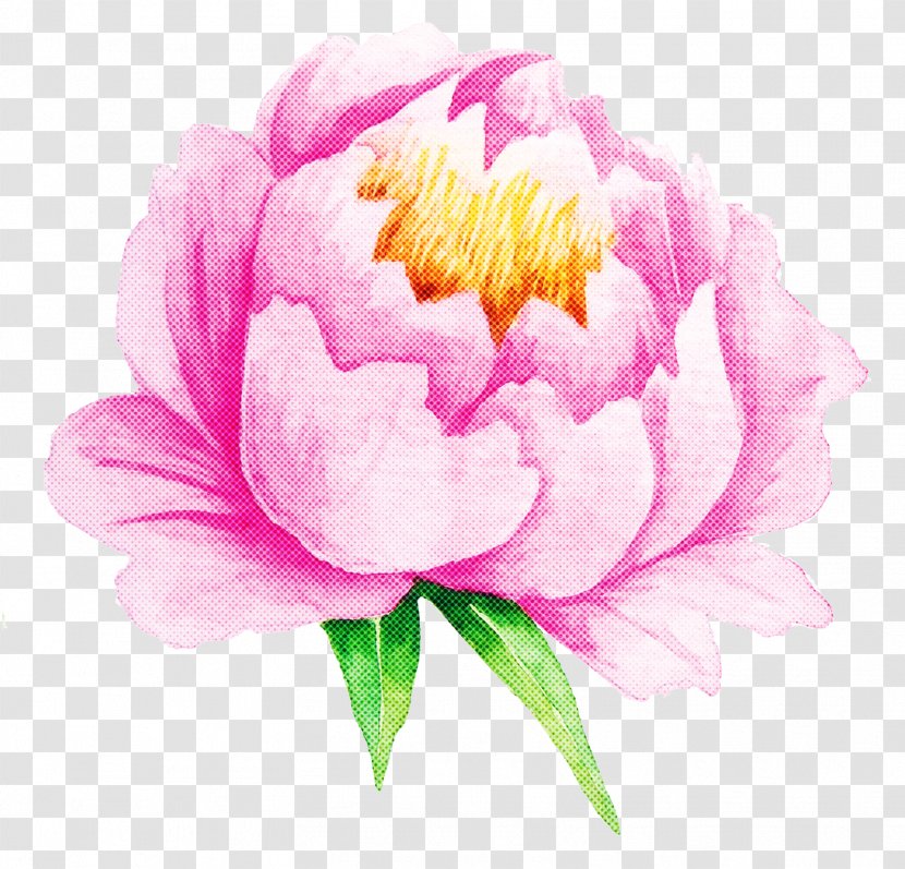 Flower Flowering Plant Pink Petal - Peony Watercolor Paint Transparent PNG