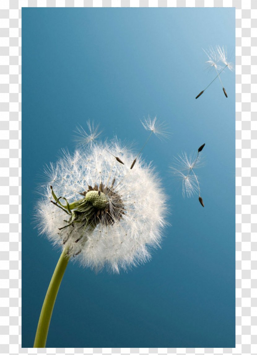 Dandelion Desktop Wallpaper Flower Mobile Phones - Display Resolution Transparent PNG