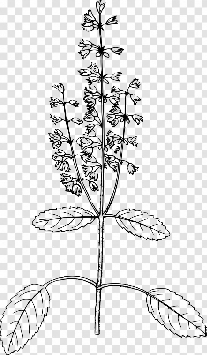 Holy Basil Drawing Line Art Thirty-five Years In The East: Adventures, Discoveries, Experiments, And Historical Sketches, Relating To Punjab Cashmere; Connection With Medicine, Botany, Pharmacy, &c - Tree Transparent PNG