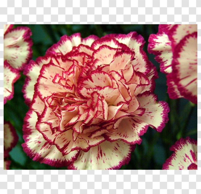 Growing Carnations Flower Mexican Marigold Seed - Rose Transparent PNG