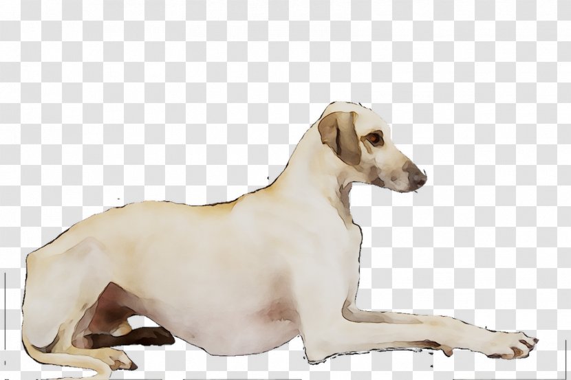 Lurcher Whippet Italian Greyhound Sloughi - Mudhol Hound Transparent PNG
