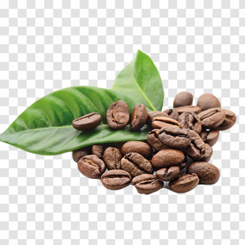 Arabica Coffee The Bean & Tea Leaf Kona - Caffeine - Beans Transparent PNG