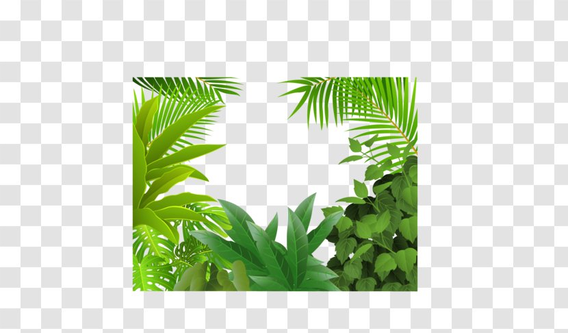 Palm Tree Drawing - Arecales - Elaeis Landscape Transparent PNG