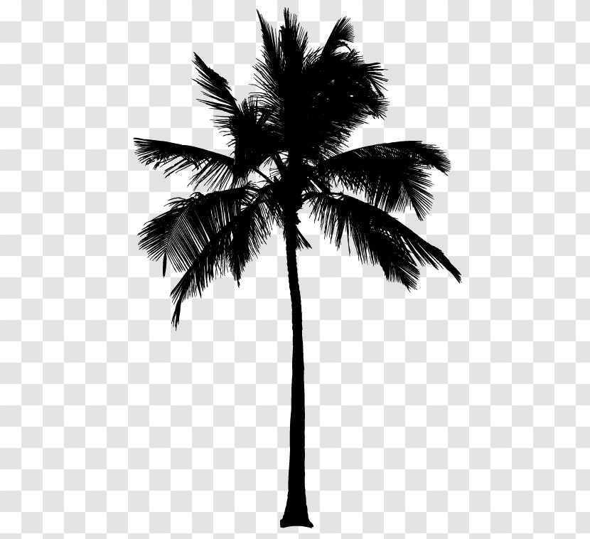 Asian Palmyra Palm Silhouette Arecaceae Coconut - Branch Transparent PNG