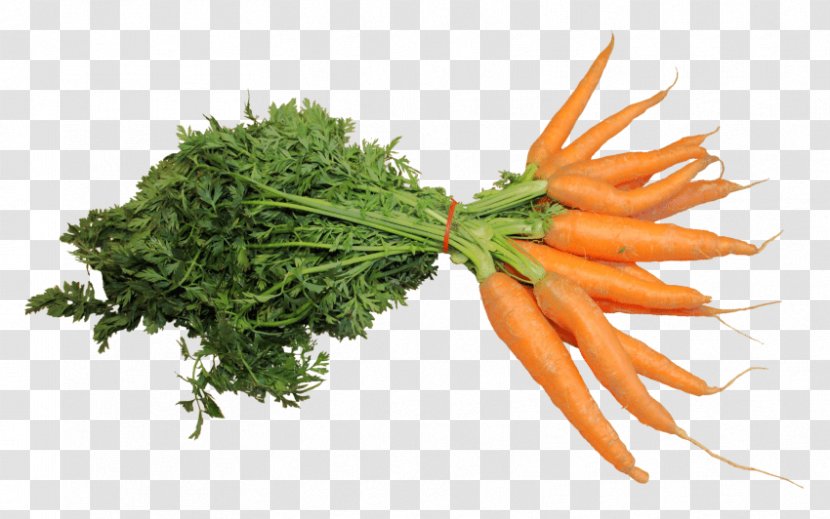 Carrot Clip Art Image - Leaf Vegetable - Picture Of Vegetables Transparent PNG