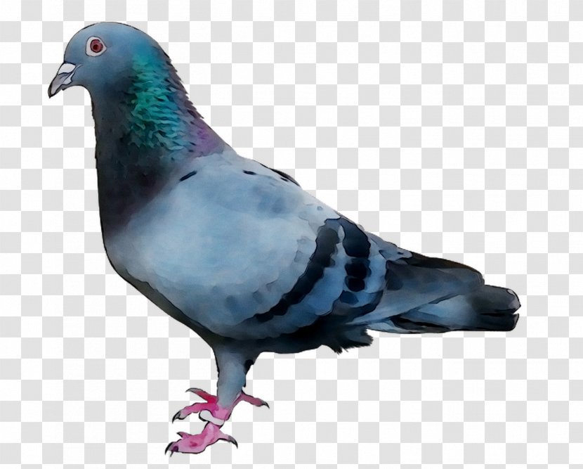 Stock Dove Pigeons And Doves Racing Homer Homing Pigeon Bird - Rock Transparent PNG