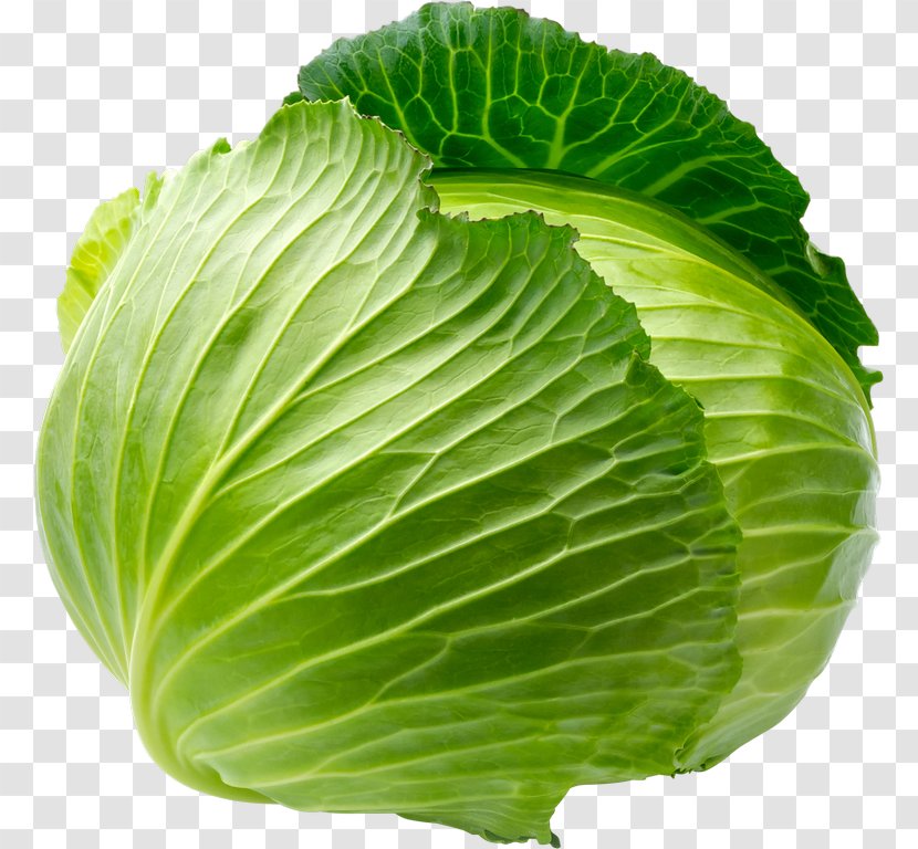 Savoy Cabbage Leaf Vegetable Transparent PNG