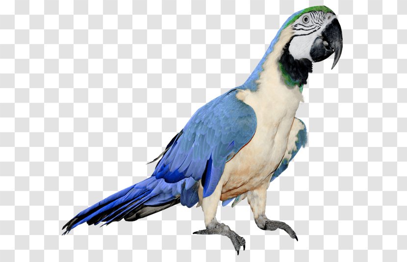 Bird Clip Art - Macaw - Parrot Images Download Transparent PNG