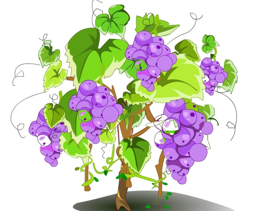Fruit Tree - Floral Design - Frame Happy Birthday Transparent PNG