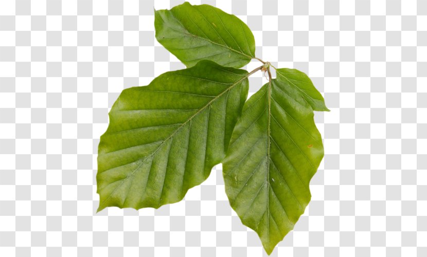Leaf Deciduous Plant Stem Branching Transparent PNG