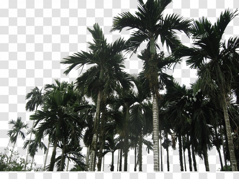 Asian Palmyra Palm Coconut Wanning Arecaceae - Black And White - Trees Transparent PNG