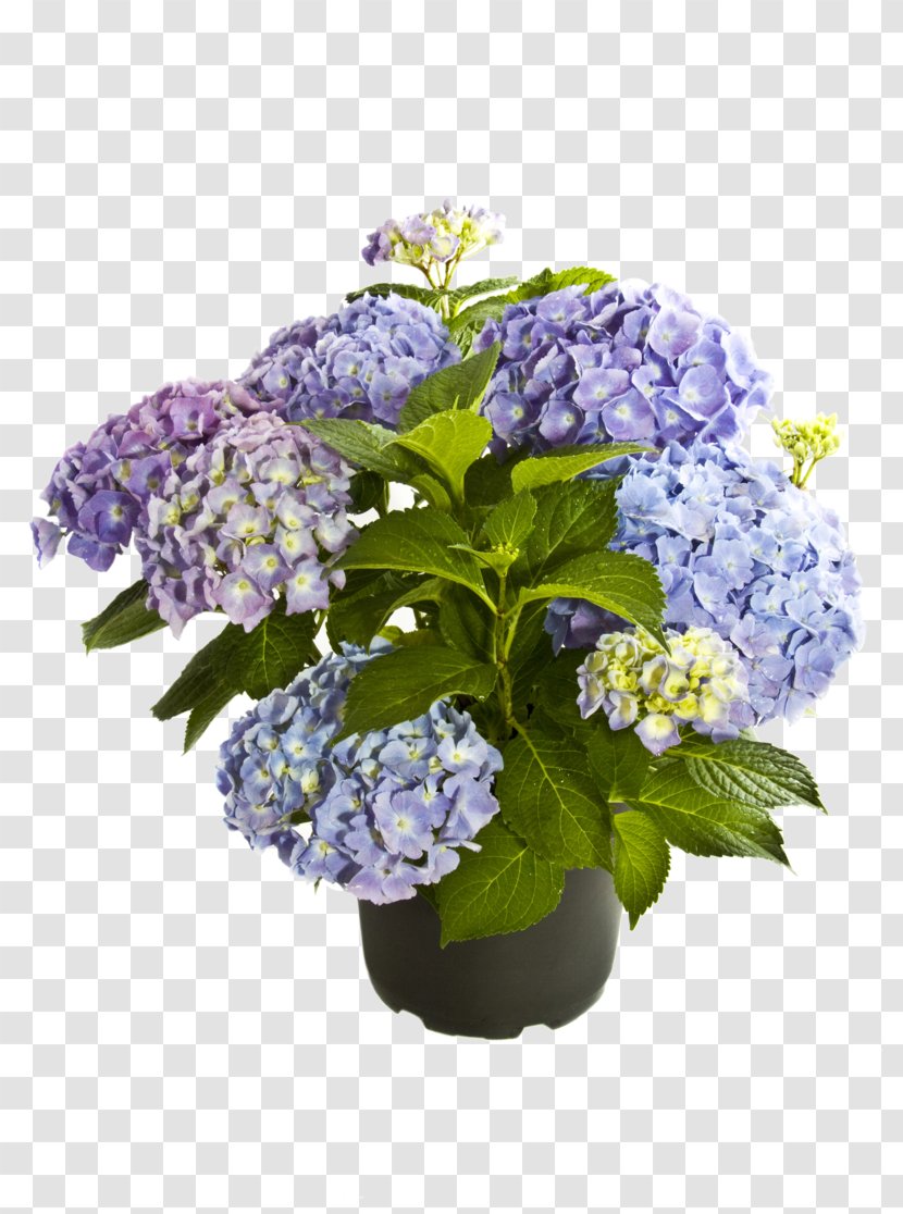 French Hydrangea Plant Cut Flowers Purple - Annual - Hortensia Transparent PNG