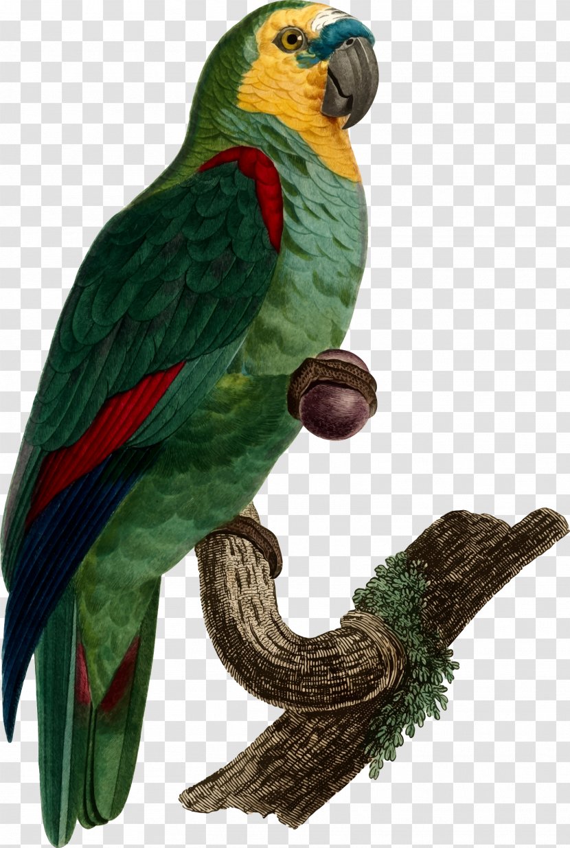 Bird T-shirt Budgerigar True Parrot Parakeet - Stock Photography Transparent PNG