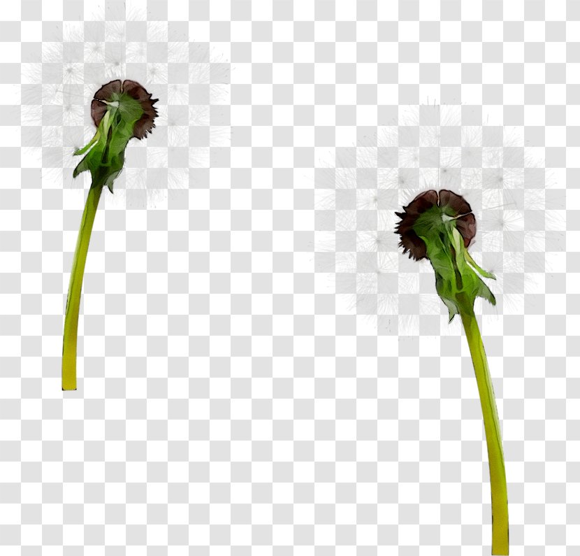 Flowering Plant Stem Plants - Fiddlehead Fern - Pedicel Transparent PNG