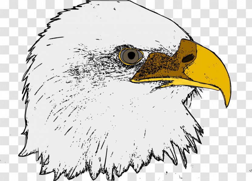 Bald Eagle Clip Art - Silhouette Transparent PNG