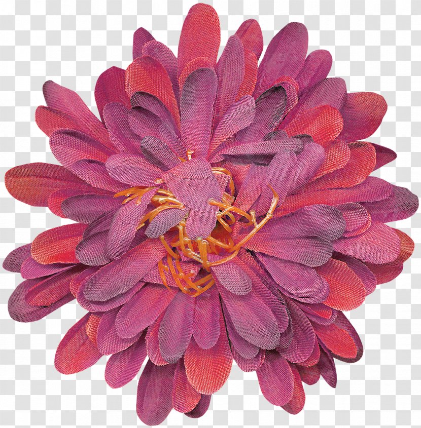 Chrysanthemum Dahlia Cut Flowers Magenta Petal - Chrysanths Transparent PNG
