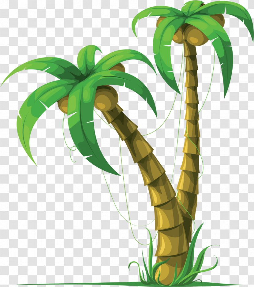 Coconut Arecaceae Tree Clip Art Transparent PNG