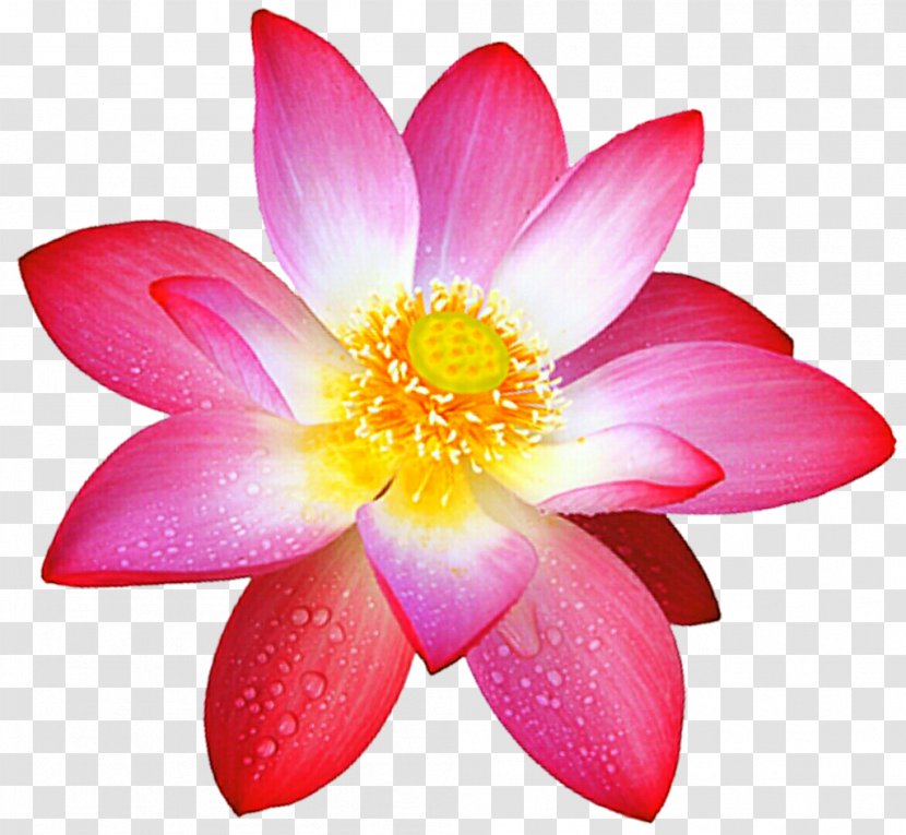 Sacred Lotus Flower DeviantArt Painting - Pink Transparent PNG