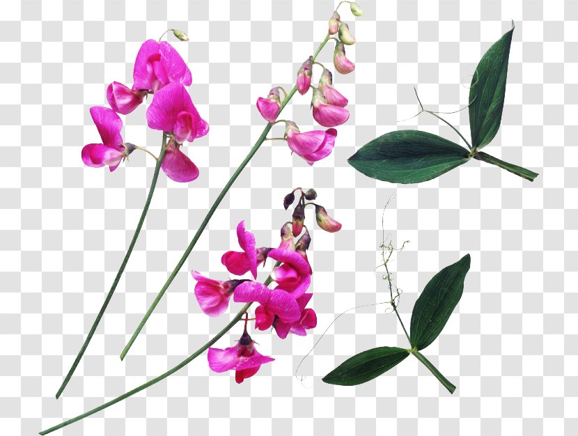 Happiness Greeting Week Morning Clip Art - Everlasting Sweet Pea - Kiss Transparent PNG