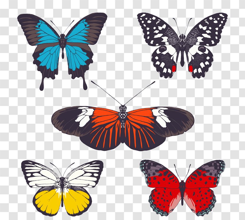 Butterfly Photography - Symmetry - 5 Transparent PNG