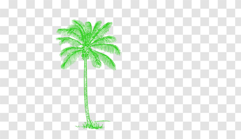 Sammy Arriaga Arecaceae Child Cold In Miami Coconut - Arecales - Green Vector Palm Transparent PNG