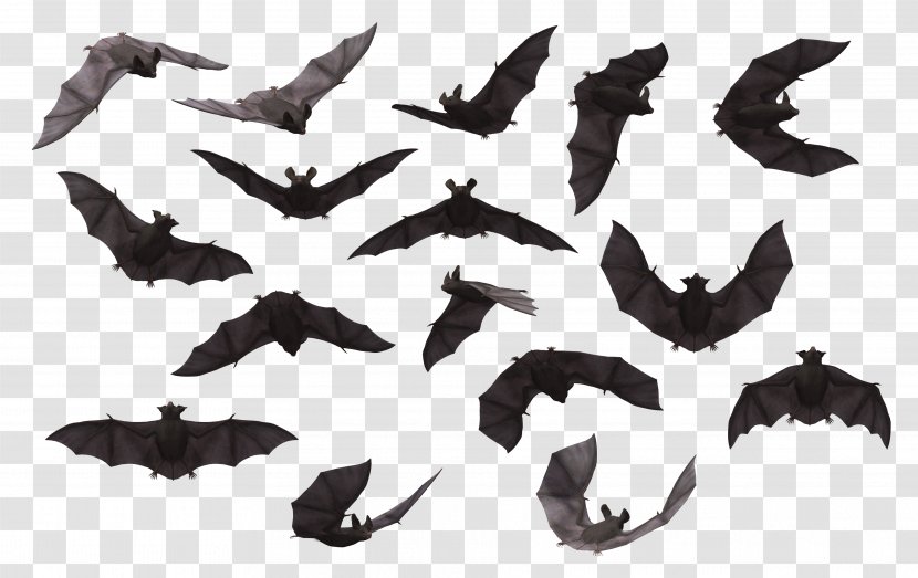 Bat Clip Art - Black And White - A Variety Of Positions Silhouette Transparent PNG