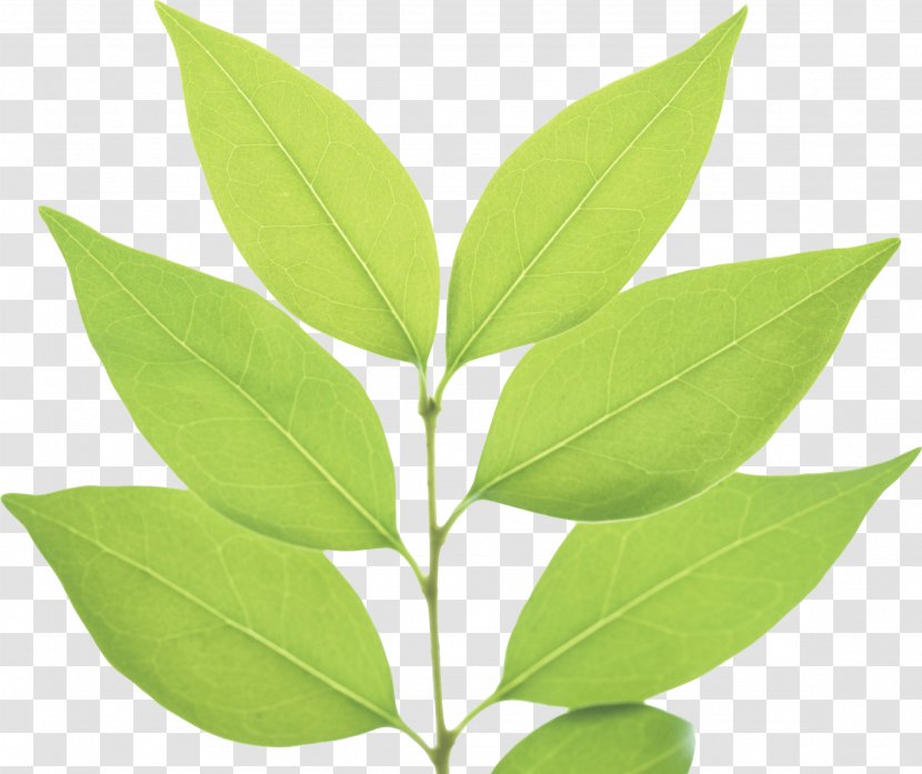 Green Leaf - Tree Transparent PNG