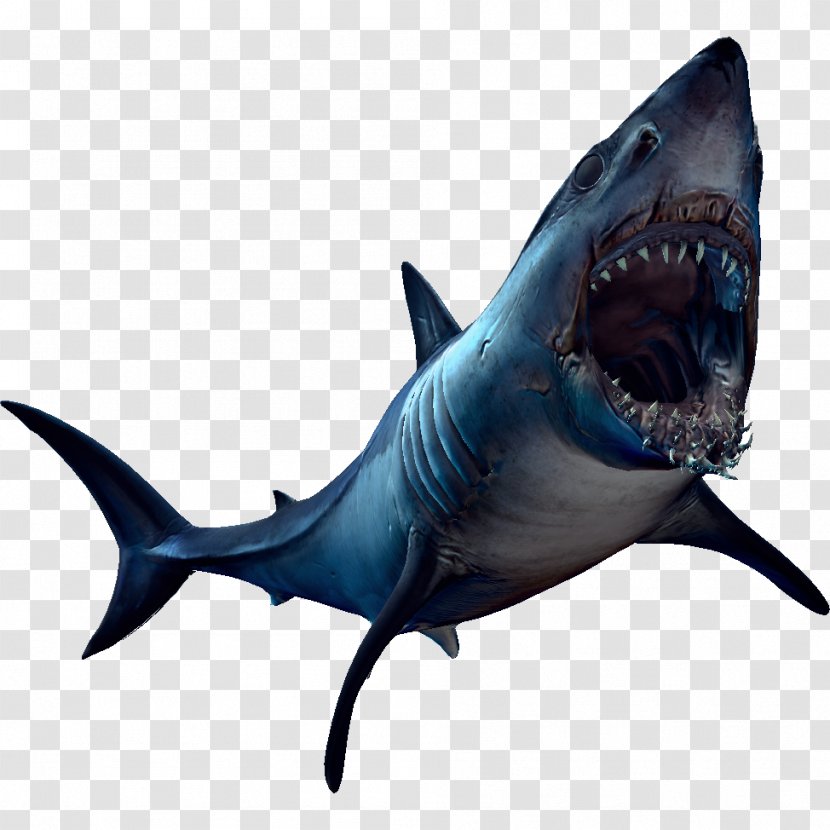 Great White Shark Requiem Sharks Lamniformes Marine Biology - Organism - Fish Transparent PNG