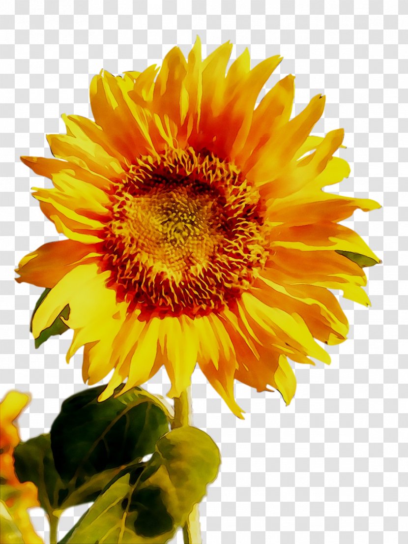 Blanket Flowers Sunflower - Seed - Calendula Transparent PNG