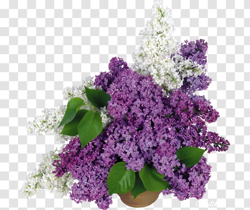Common Lilac Desktop Wallpaper 4K Resolution High-definition Television - Annual Plant - Flower Transparent PNG