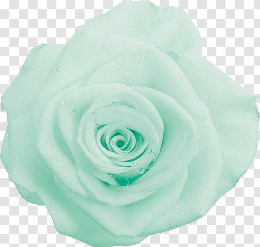 Garden Roses Cabbage Rose Green Photography Cut Flowers - Turquoise - Flower Transparent PNG