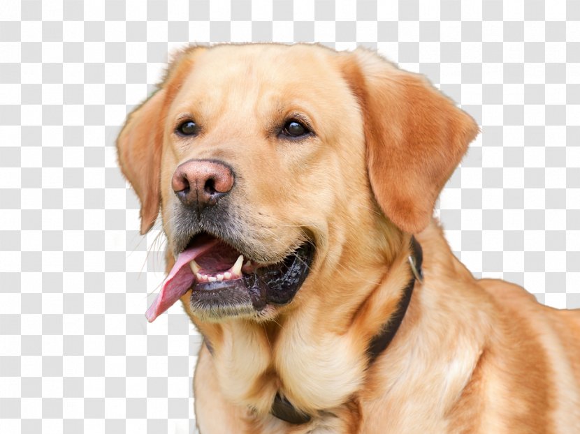 Labrador Retriever Puppy Golden Flat-Coated Chesapeake Bay - Pet - Free Dog Zero Dollars Transparent PNG