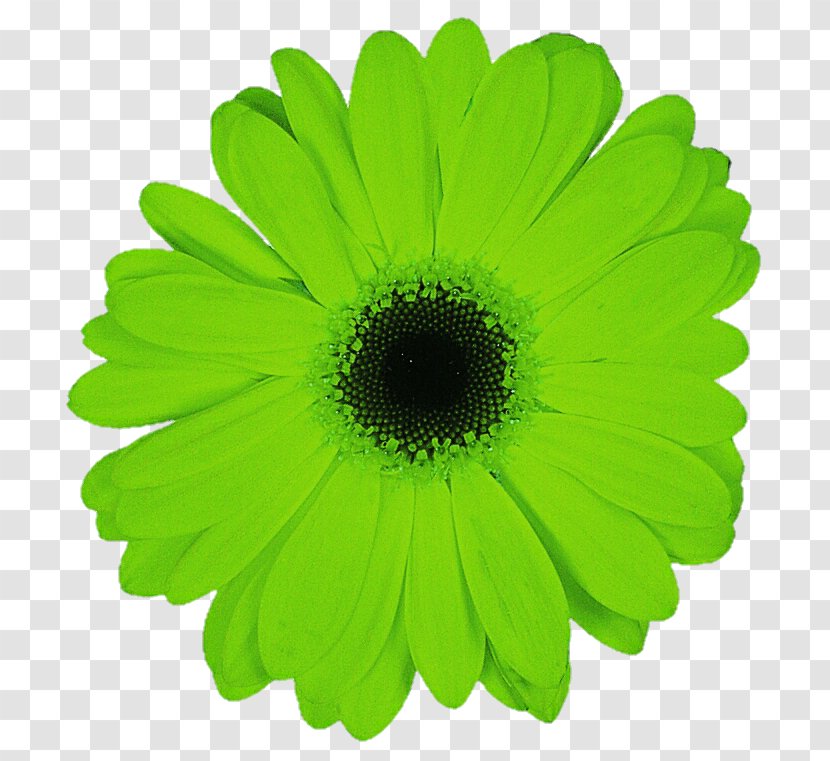 Transvaal Daisy Family Green Flower Common - Oxeye - Gerbera Transparent PNG