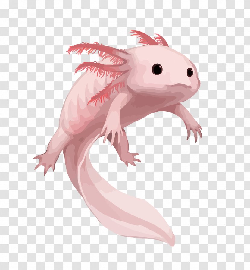 Salamander Axolotl Drawing Aquarium - Gecko - Vector Pink Transparent PNG