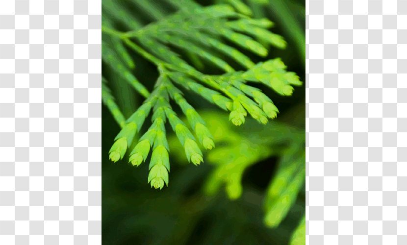 Roko Na Haseena Image Stock.xchng Download - Organism - Cypress' Transparent PNG