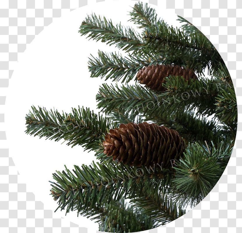 Fir Spruce Pine Christmas Ornament Conifer Cone - Raj Transparent PNG