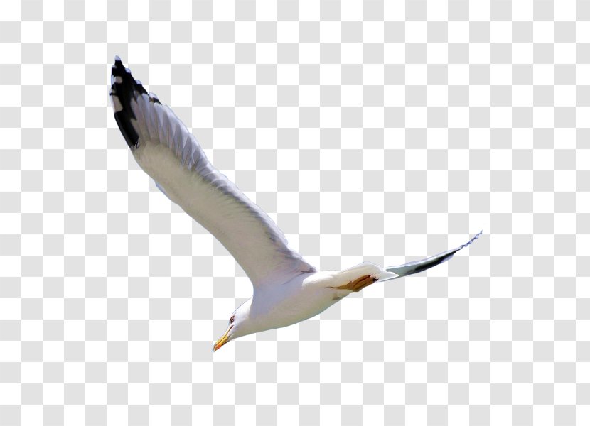 European Herring Gull Bird Eagle - Suliformes - White-bellied Sea Transparent PNG