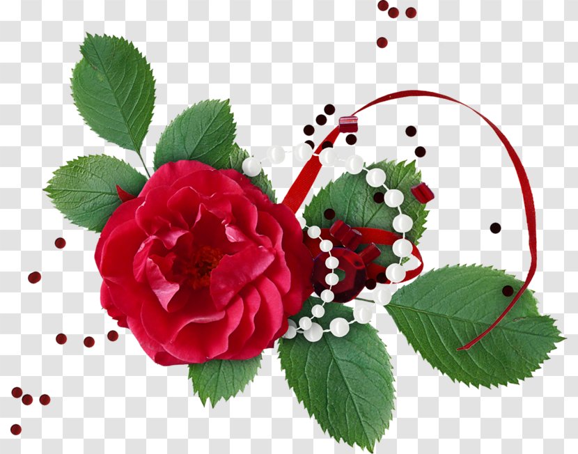 Garden Roses Cabbage Rose .cz Blog Wish - Cz - Red Transparent PNG