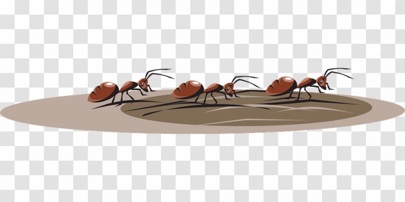 Ant Insect Clip Art Vector Graphics Image - Messor Barbarus Transparent PNG