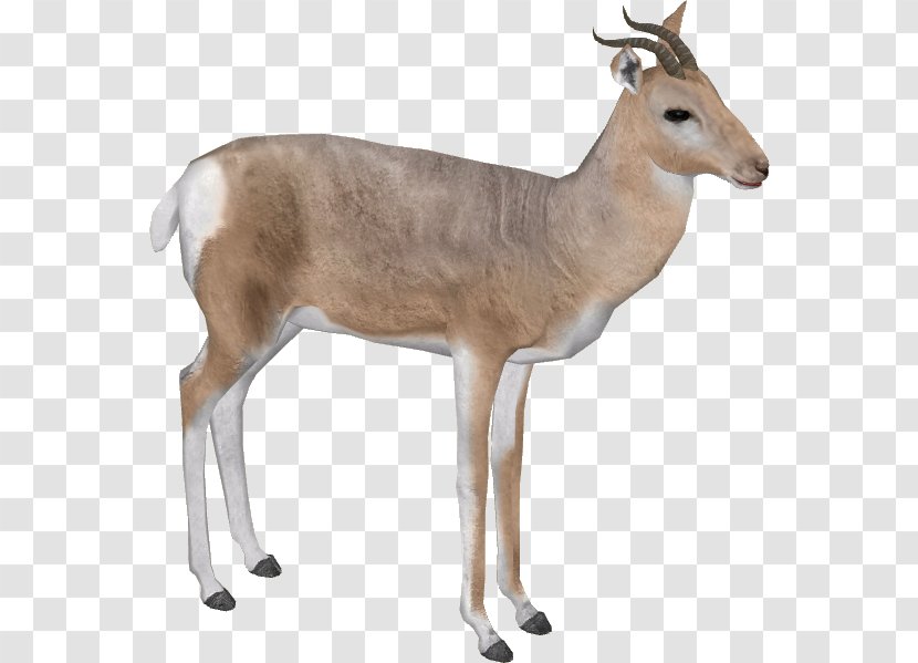 Impala Arabian Gazelle Mountain - White Tailed Deer - Pic Transparent PNG