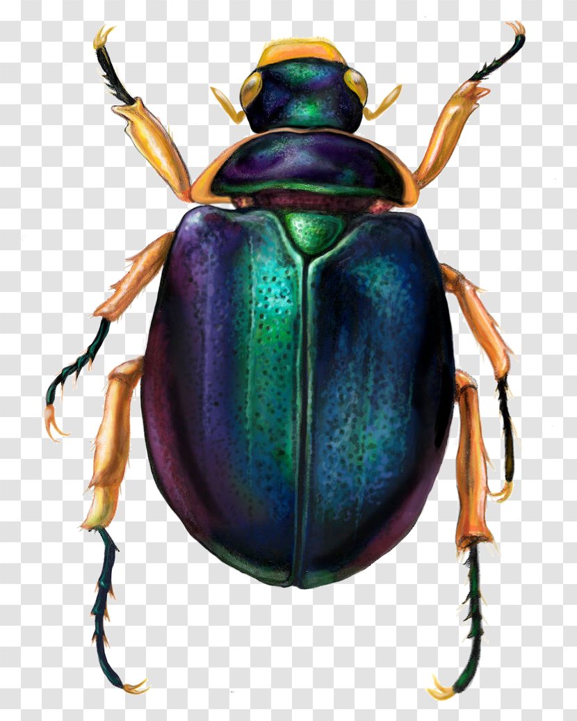Dung Beetle Scarabs Ancient Egypt Transparent PNG
