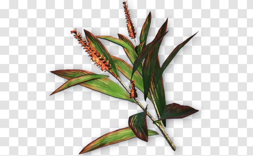 Far Cry 3 Primal 4 Plant Wiki Transparent PNG