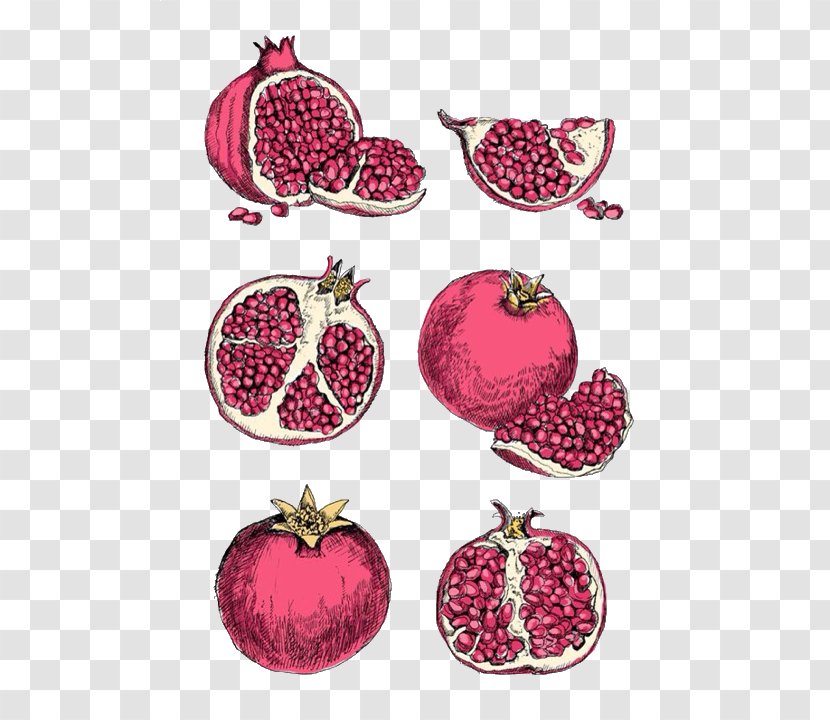 Drawing Art Illustrator Watercolor Painting - Pomegranate Seeds Transparent PNG