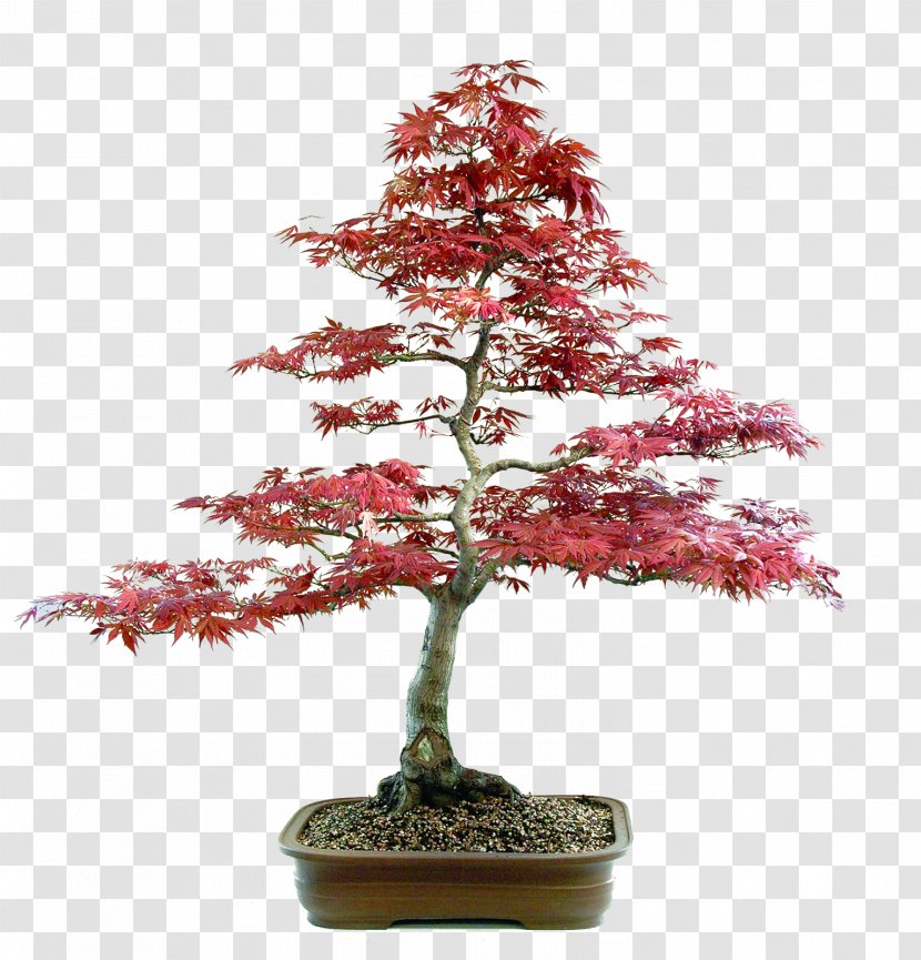 Spruce Sageretia Theezans Fir Tree Bonsai - Pinaceae Transparent PNG